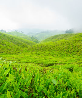 Tea Garden, Dharamghar